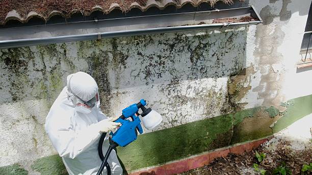 Mold Remediation service in Burlington, Burlington, NC